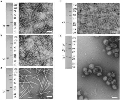 Raman-dielectrophoresis goes viral: towards a rapid and label-free platform for plant virus characterization
